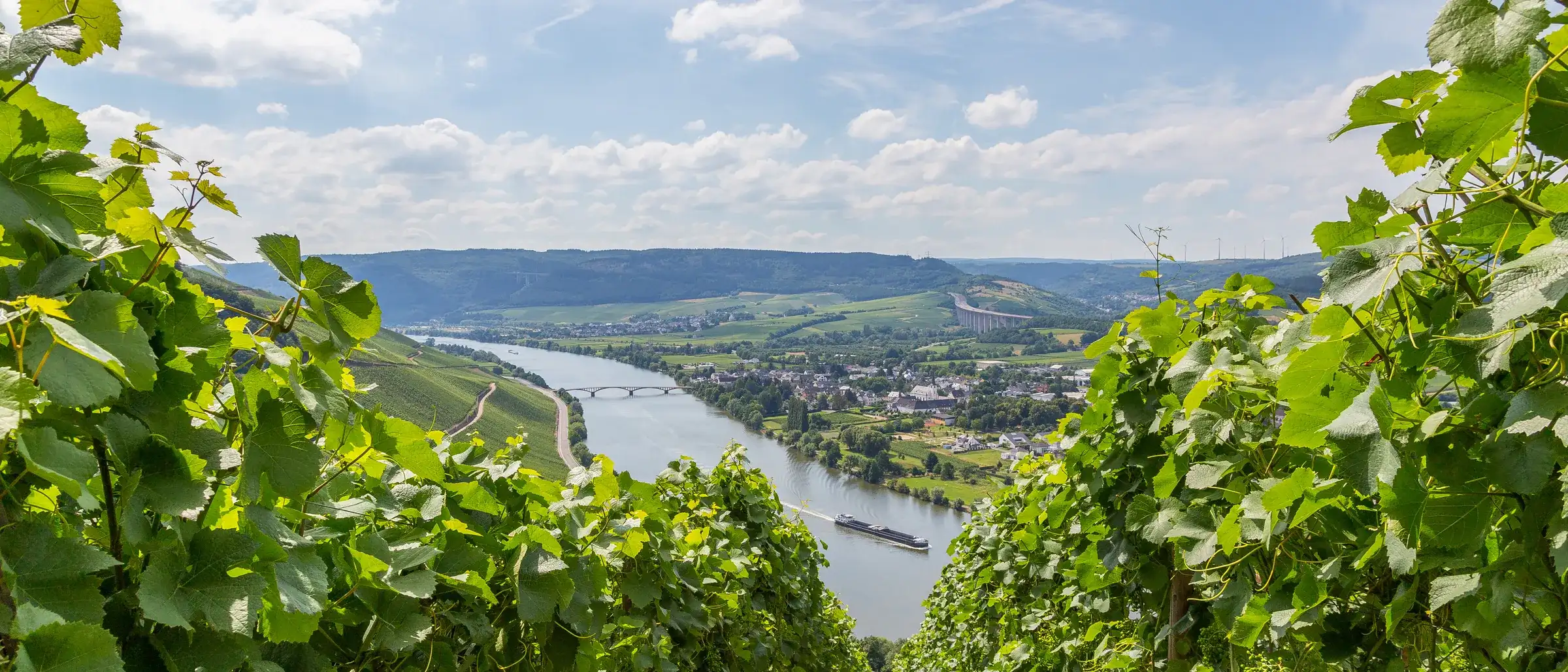Weinberge an der Mosel bei Trier